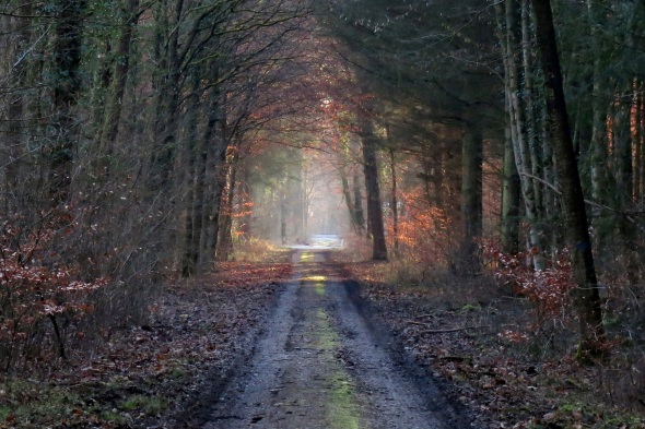 Waldweg wie ein Tunnel unter winterkahlen Bäumen, ein Stück weiter leuchtet die Morgensonne quer auf den Weg
