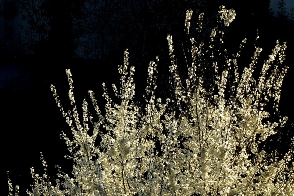 Dicht mit weißen Blüten besetzte Zweige eines Baums im Sonnenlicht vor dunklem Hintergrund