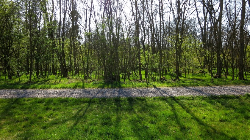 Lockerer Mischwald in der Frühlingssonne. Die Bäume sind scherenschnittartig schwarz, erstes Laub und üppiges Gras leuchtet grellgrün dazwischen.