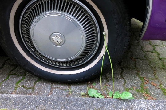 Am Bordstein wachsender Löwenzahn, dessen zwei Blütenstiele sich an den Reifen eines dort geparkten Autos lehnen.