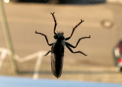 Mückenartiges Insekt an einer Fensterscheibe vor dem Hintergrund einer schlammbraun erscheinenden Straße